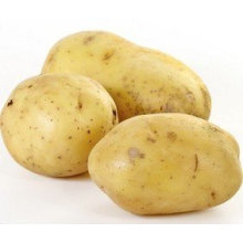 Nuevo Crop de calidad superior para la venta Holland Potato